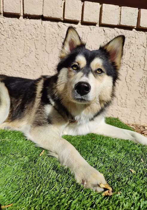 Urgent Petcare Picture 5