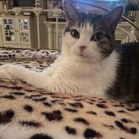 Urgent Petcare ico