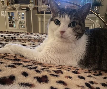 Urgent Petcare
