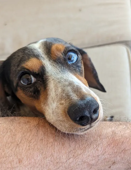 Urgent Petcare Picture 8