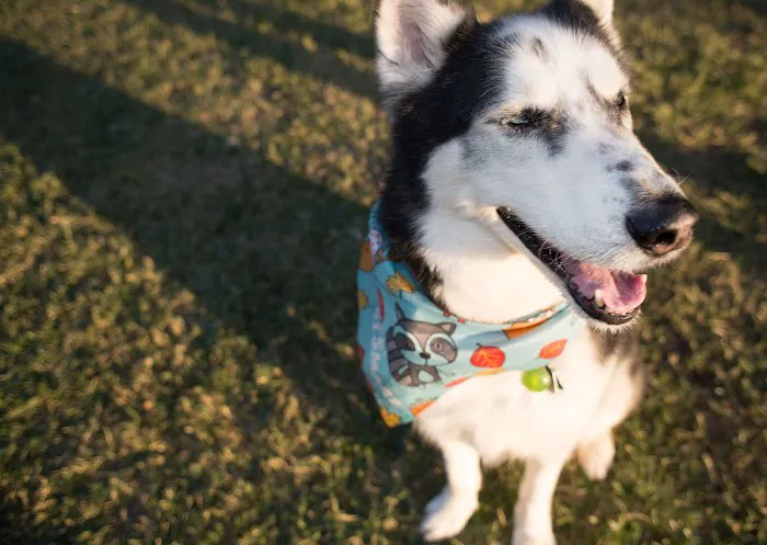 Urgent Petcare Picture 10