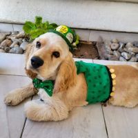 VCA El Mirage Animal Hospital ico