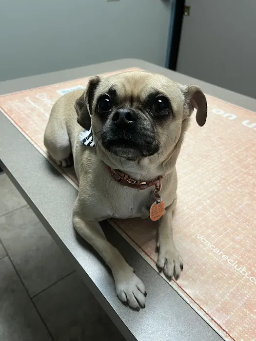 VCA El Mirage Animal Hospital Picture 7