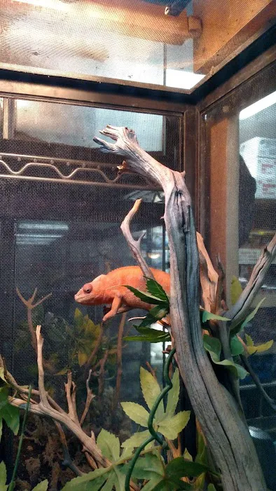 Reptile Island Picture 9