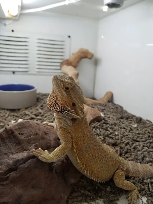 Reptile Island Picture 6