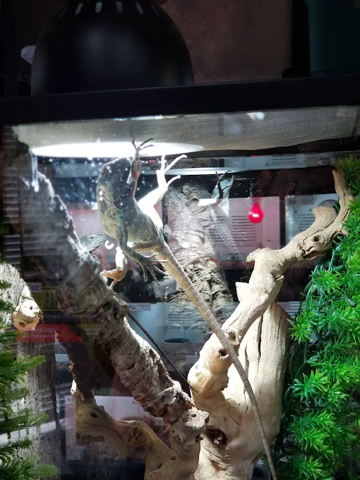 Reptile Island Picture 5