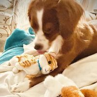 Bell Parkway Veterinary Hospital ico