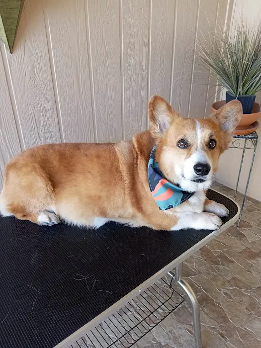 Bell Parkway Veterinary Hospital Picture 7