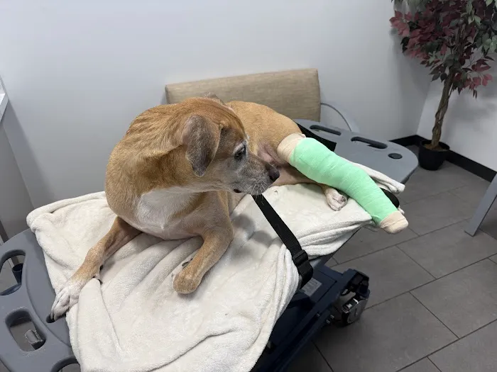 Bell Parkway Veterinary Hospital Picture 10