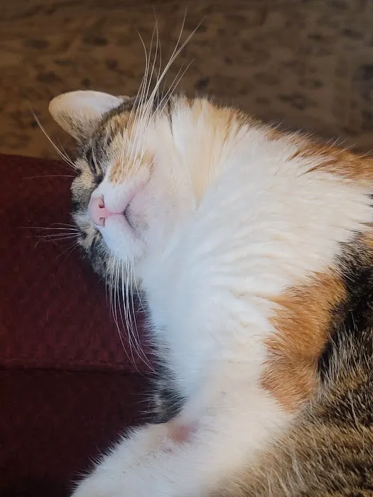 Purrfurred Pets Veterinary Clinic Picture 1