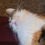 Purrfurred Pets Veterinary Clinic