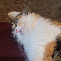 Purrfurred Pets Veterinary Clinic ico