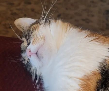 Purrfurred Pets Veterinary Clinic