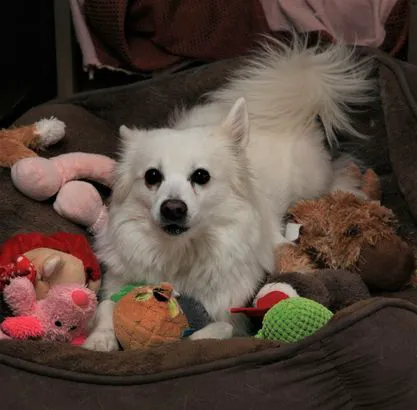Sun City West Animal Hospital Picture 2