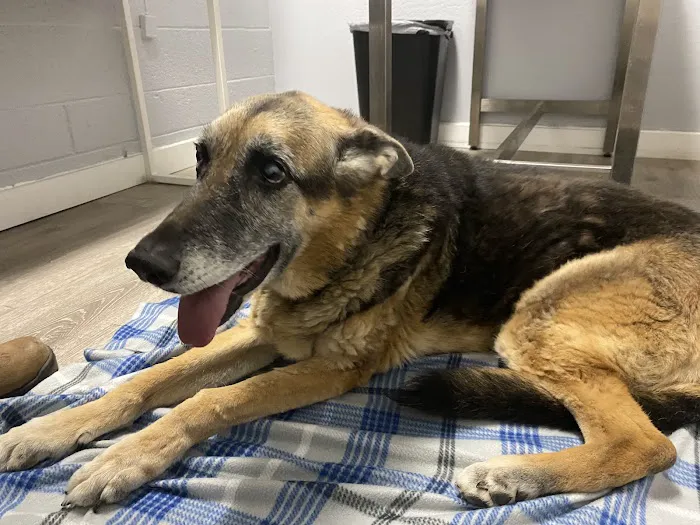 Sun City West Animal Hospital Picture 7