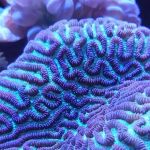 Aquarium City