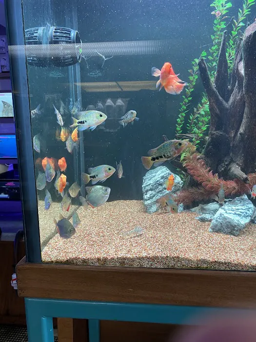 Aquarium City Picture 3