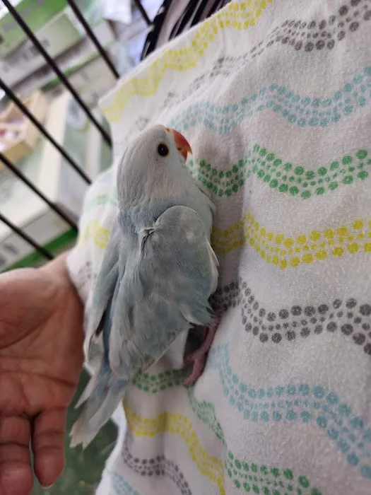 Canoga Discount Birds Picture 2