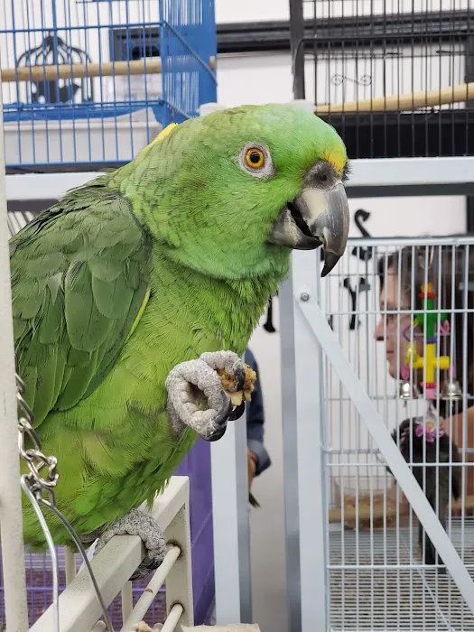 Canoga Discount Birds Picture 3