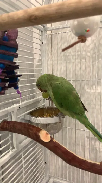Canoga Discount Birds Picture 9