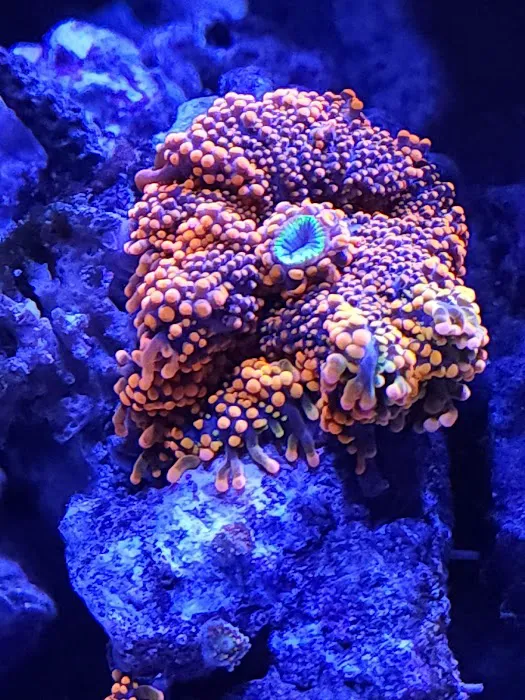 The Coral Enclave Picture 1