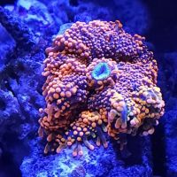 The Coral Enclave ico