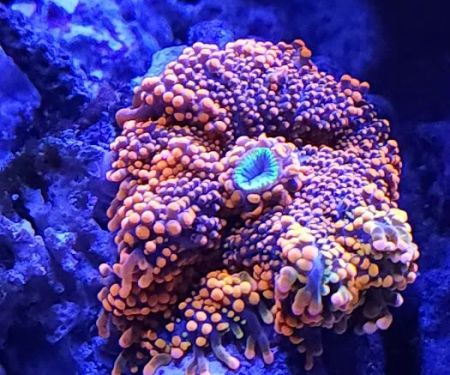 The Coral Enclave