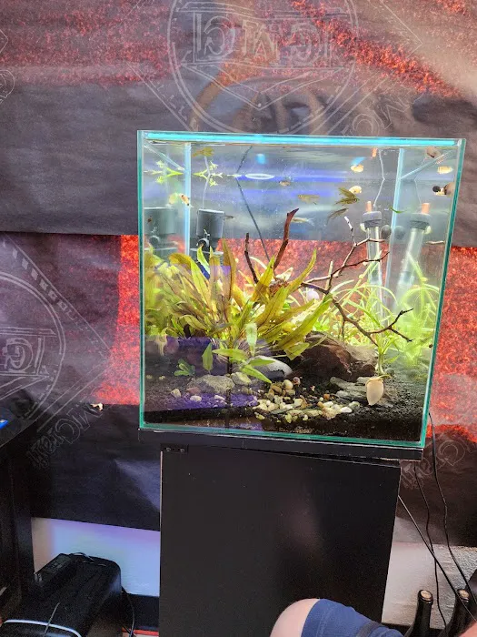 The Coral Enclave Picture 6