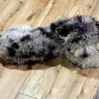 Paws Veterinary Clinic ico
