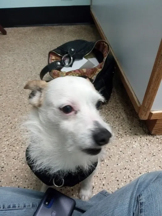 Paws Veterinary Clinic Picture 6