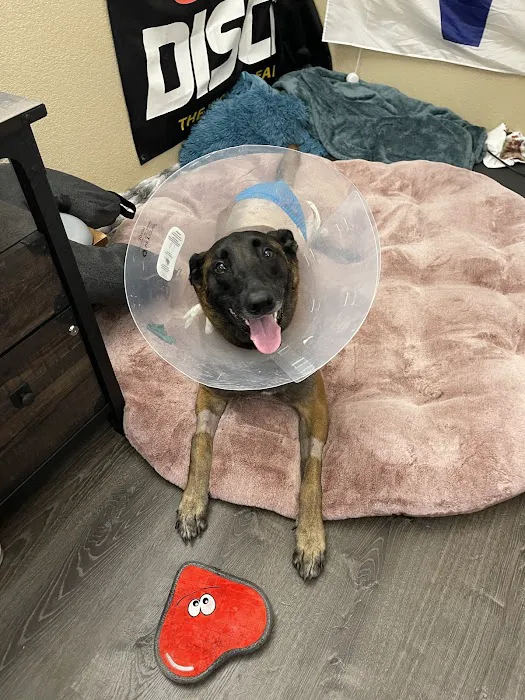 Paws Veterinary Clinic Picture 10