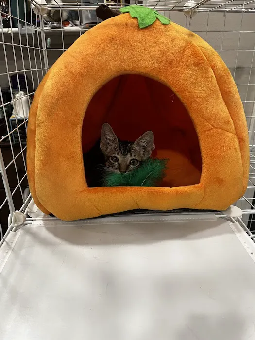 Paws Veterinary Clinic Picture 9