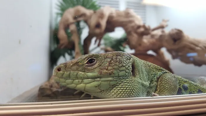 Exotic Life Fish & Reptiles Picture 2