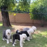 Homestead Animal Clinic