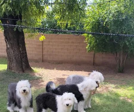 Homestead Animal Clinic