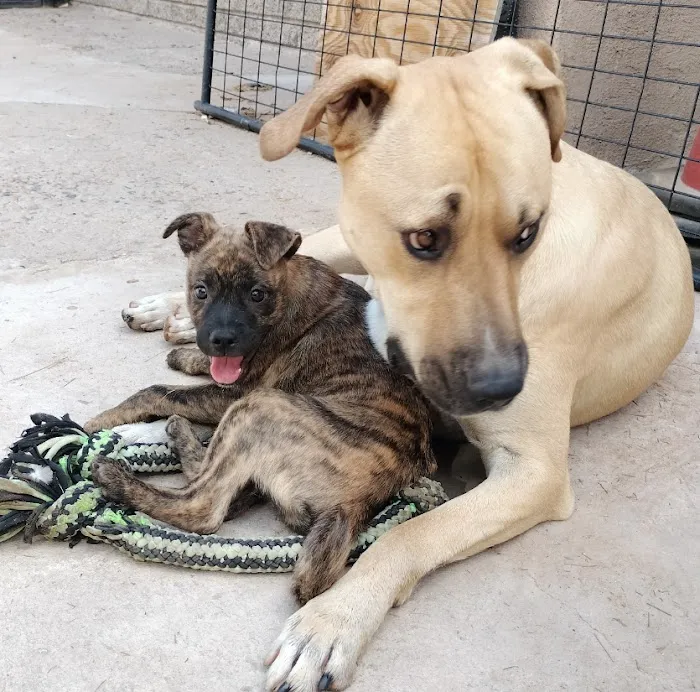 Vetco Vaccination Clinic Picture 2