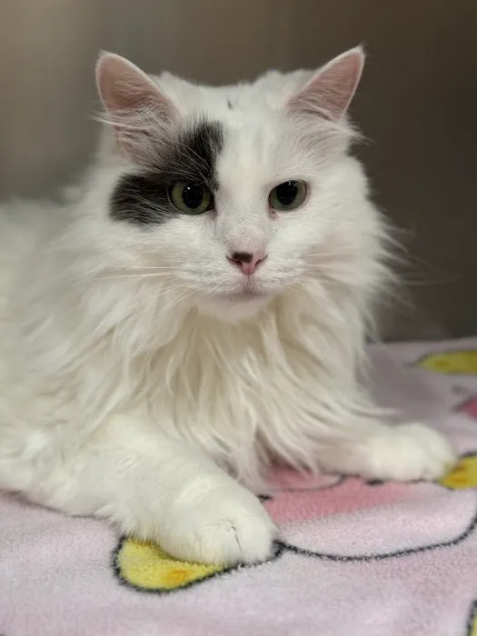 EVE Pet Hospital Picture 7