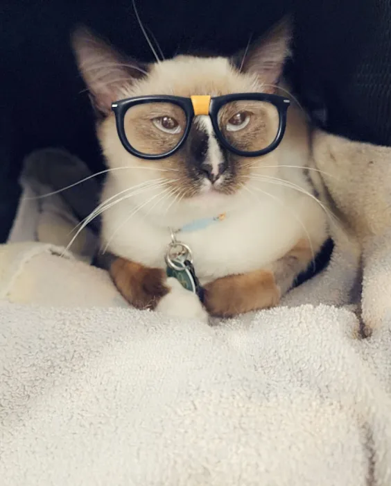 EVE Pet Hospital Picture 10