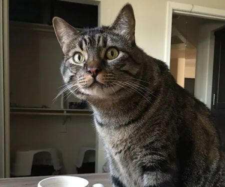 Family VetCare of Mesa