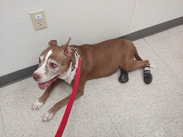Family VetCare of Mesa Picture 4