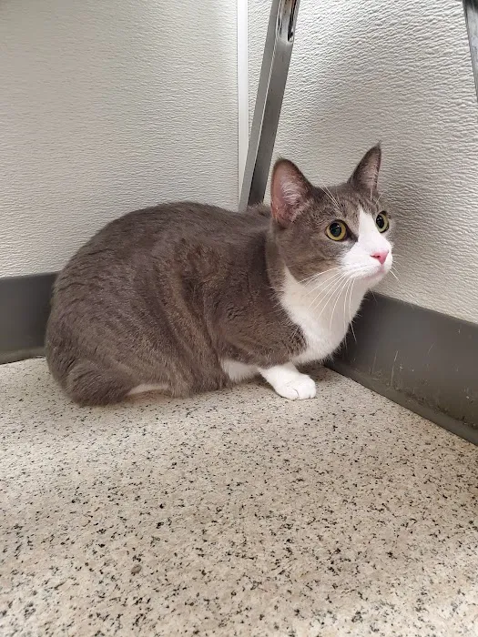 Family VetCare of Mesa Picture 9
