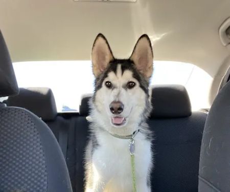 Spay Neuter Clinic: Mesa
