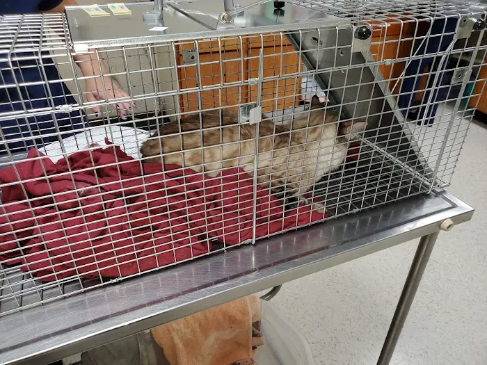 Spay Neuter Clinic: Mesa Picture 3