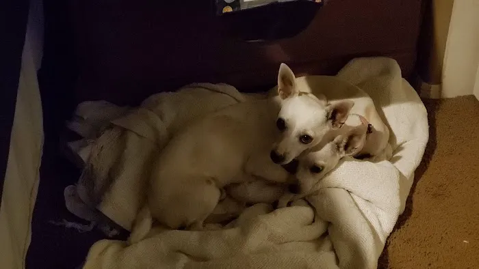 Spay Neuter Clinic: Mesa Picture 8