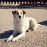 Noe's Ark Animal Hospital