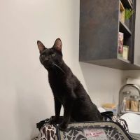 Quail Crossing Animal Hospital ico