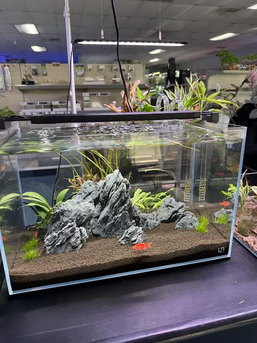 Cali's Tropical Fish Picture 4