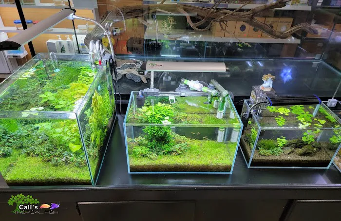 Cali's Tropical Fish Picture 7