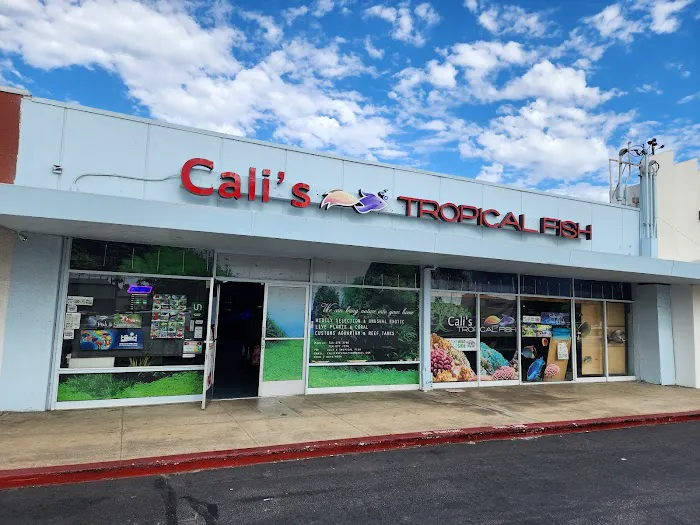 Cali's Tropical Fish Picture 5