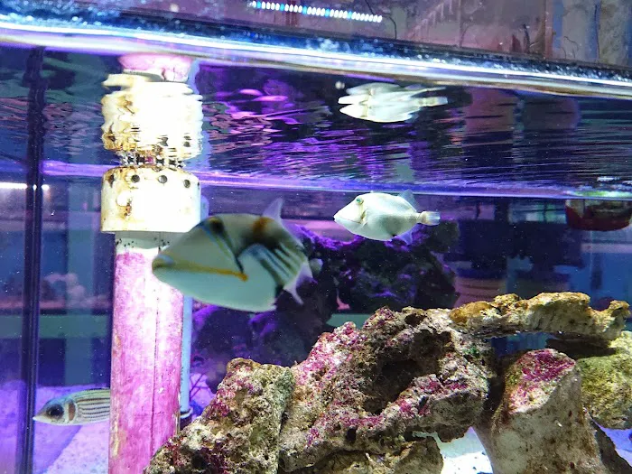 Cali's Tropical Fish Picture 6
